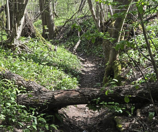 Rund 40 tote Fische wurden in der Bottwar bei Oberstenfeld entdeckt. Rund 40 tote Fische wurden in der Bottwar bei Oberstenfeld entdeckt.