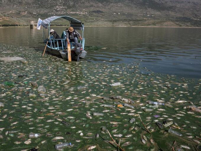 Tote Fische im Libanon
