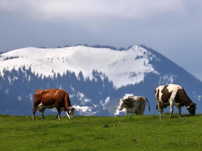 Kühe vor schneebedeckten Bergen