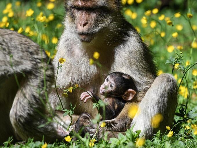 Eine Berberaffen-Mutter hält ihr Baby im Affenfreigehege im Schoß