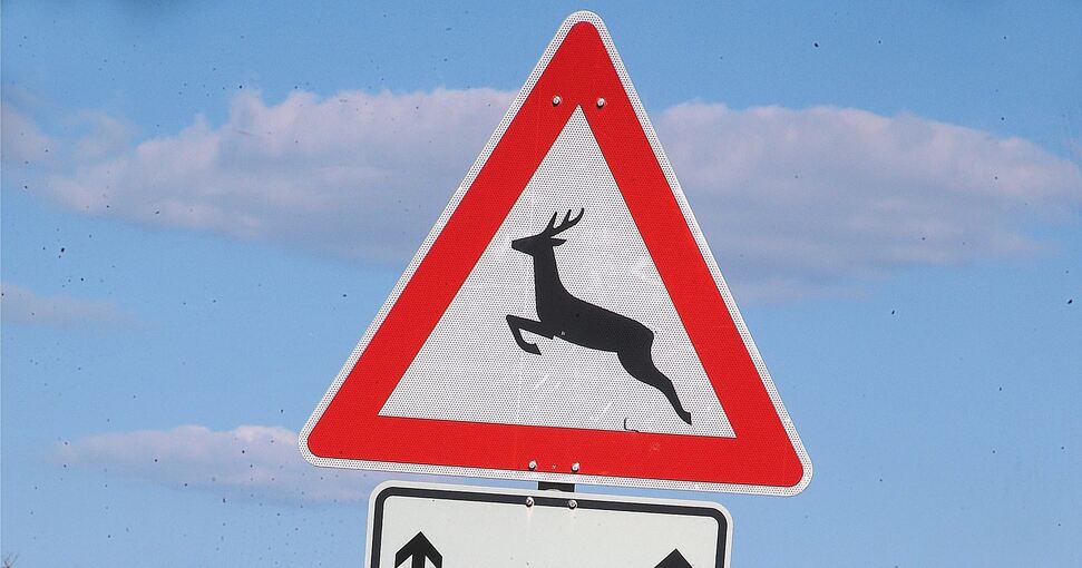 Schilder warnen zwar vor einem Wildwechsel an der Umgehungsstraße am Eichwald. Das findet aber offenbar nicht genug Beachtung. Foto: Alfred Drossel