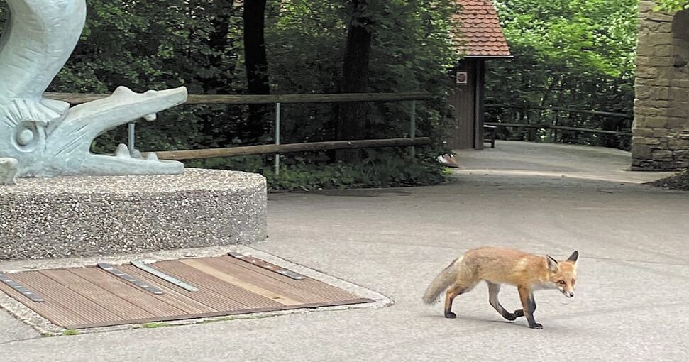 Der Fuchs spaziert mitten am Tag durch den Märchengarten. Foto: privat