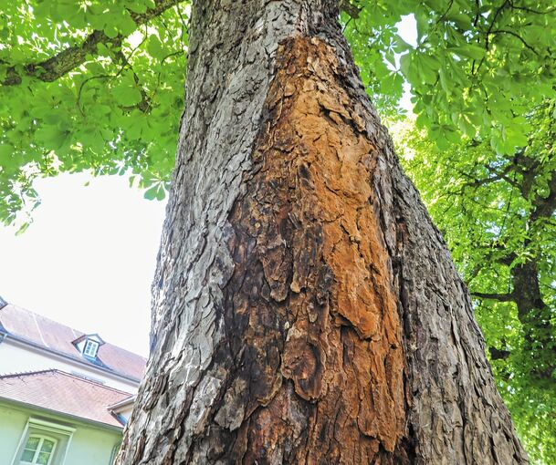 Hat eine der großen Kastanienbäume im Arsenalgarten Pseudomonosa? Wenn ja, dann ist das ein Problem nicht nur für diesen Baum. Foto: Ramona Theiss
