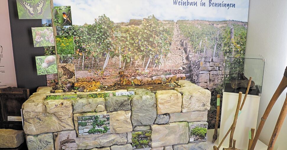 Ein Teil der Ausstellung im Museum im Adler widmet sich dem Benninger Weinbau und den Trockenmauern in den Steillagen. Fotos: Holm Wolschendorf