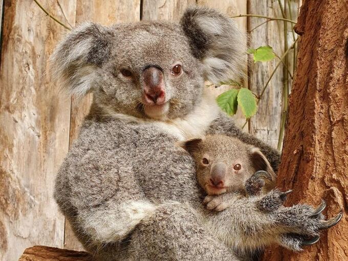 Baby-Koala in Duisburger Zoo