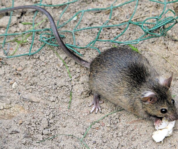 Foto: Arno Burgi/dpa