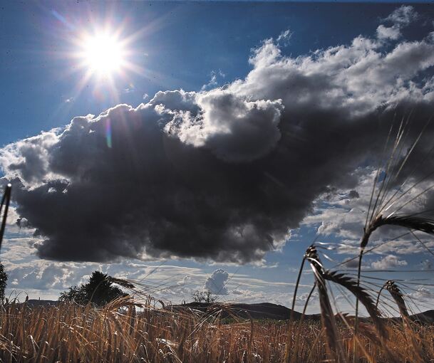 Zwischen Sonnenschein und dunklen Wolken: Noch ist das Getreide nicht eingebracht. Foto: Alfred Drossel