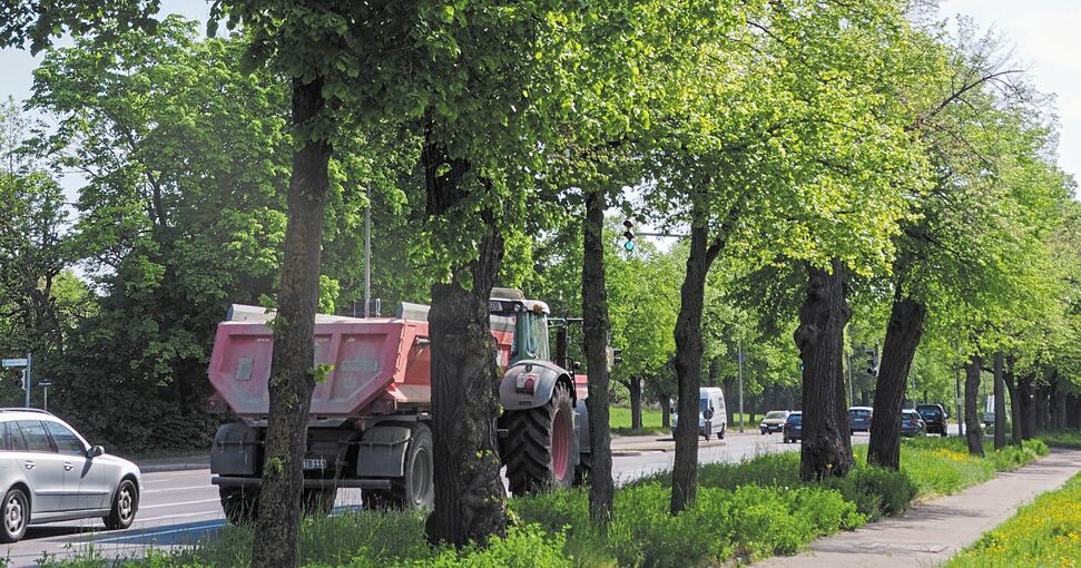 Viele Bäume in Ludwigsburg sind nur „Straßenbegleitgrün“, wie es heißt. Archivfoto: Holm Wolschendorf