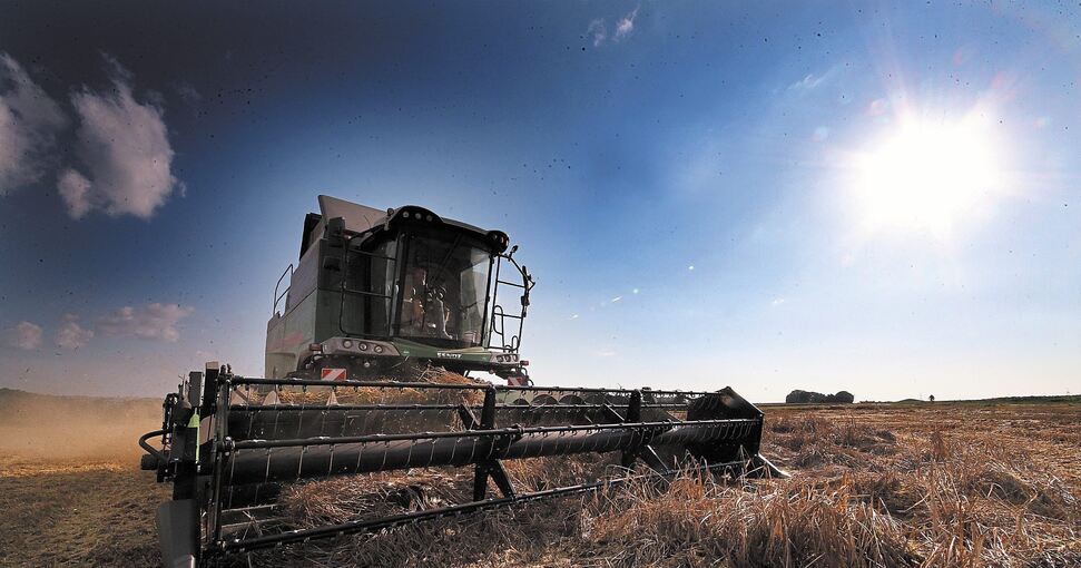 Am liebsten bei praller Sonne: Die Mähdrescher fahren jetzt, um das Getreide zu schneiden und zu dreschen. Auf einigen Feldern ist das Korn geknickt. Fotos: Alfred Drossel