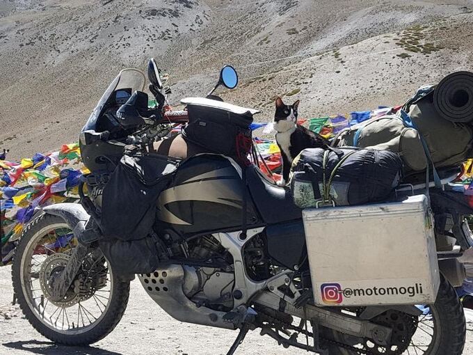 Mit Katze um die Welt