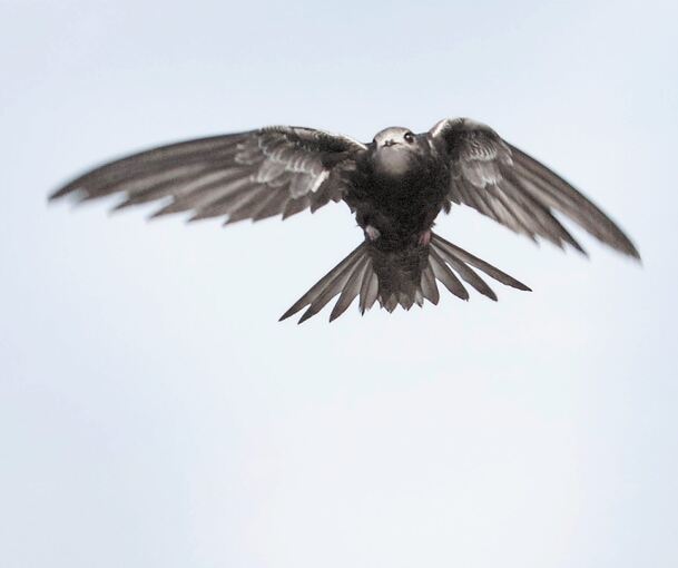 Auch die Mauersegler sind Zugvögel, die den Winter in Afrika verbringen. Foto: dpa