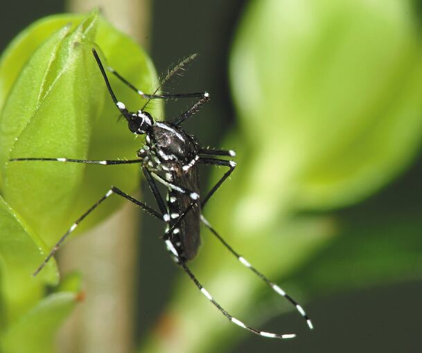 Die Asiatische Tigermücke verbreitet sich im Südwesten und lebt seit 2020 auch im Kreis Ludwigsburg. Foto: B. Pluskota/KABS/p