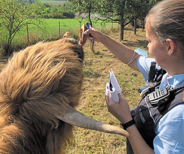 Die Rinder ließen sich mit einer Brezel wieder ins Gatter locken. (Bild: Polizei Ludwigsburg)