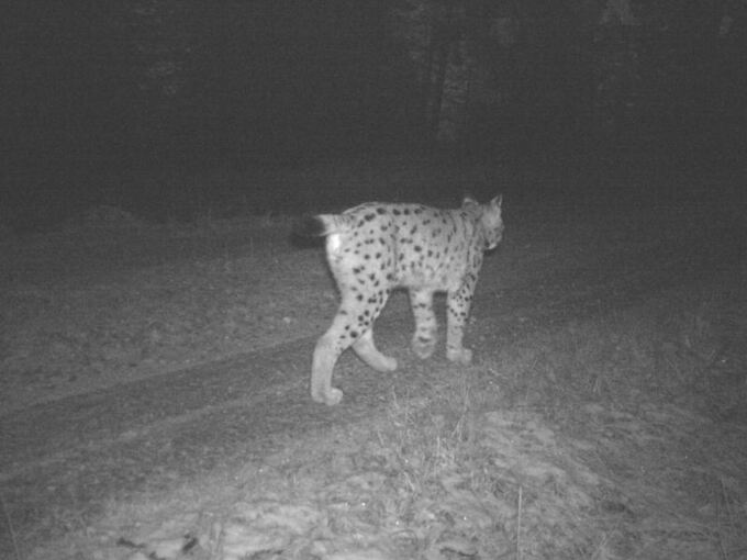 Luchs im Nordschwarzwald