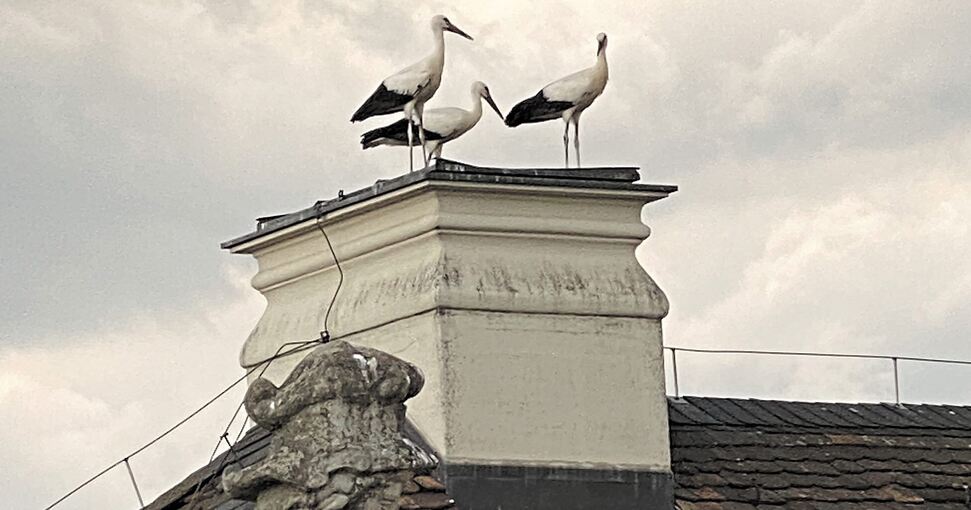 Die Störche auf dem Dach des Schlosses. Foto: Gabriele Stadler/Schlossverwaltung Ludwigsburg/p
