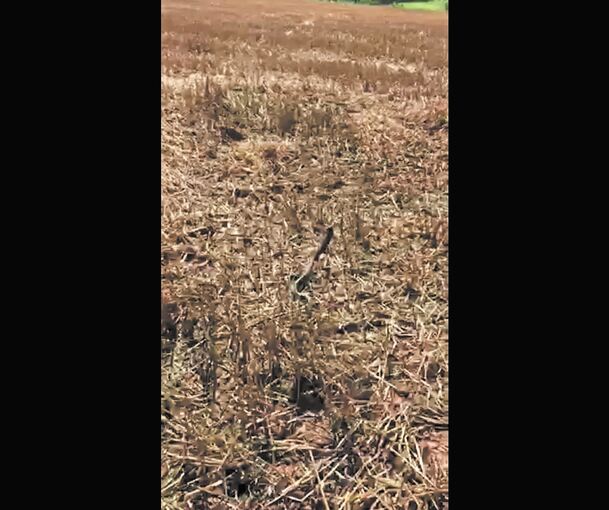 Bild aus dem Video des Spaziergängers,