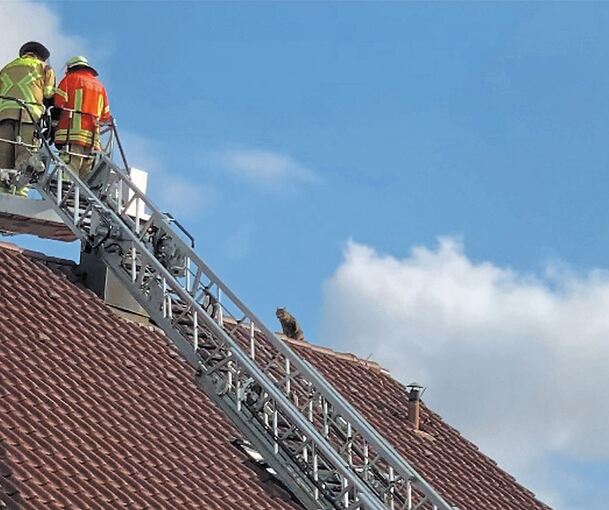 Katzenrettung vom Dach. Foto: privat