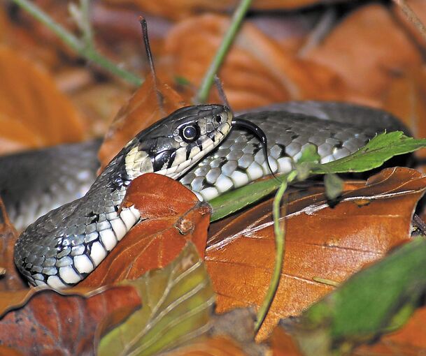 Eine harmlose Schlange wie diese – eine Ringelnatter – hat am Wochenende für viel Aufruhr gesorgt. Archivfoto: dpa