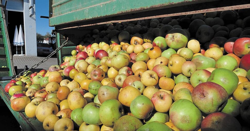 180 Tonnen Äpfel wurden vergangenes Jahr in Vaihingen angeliefert.