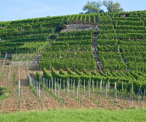 Die Bewirtschaftung der ökologisch wichtigen terrassierten Steillagen gilt als Herausforderung.