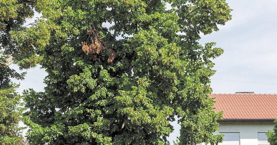 Solche prächtigen Laubbäume wie in diesem Ludwigsburger Garten können künftig nicht mehr einfach gefällt werden. Foto: Holm Wolschendorf