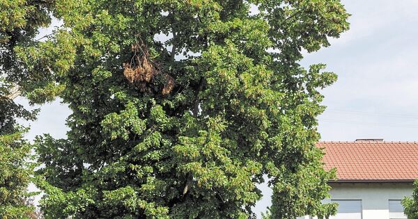 Bume drfen nicht mehr gefllt werden