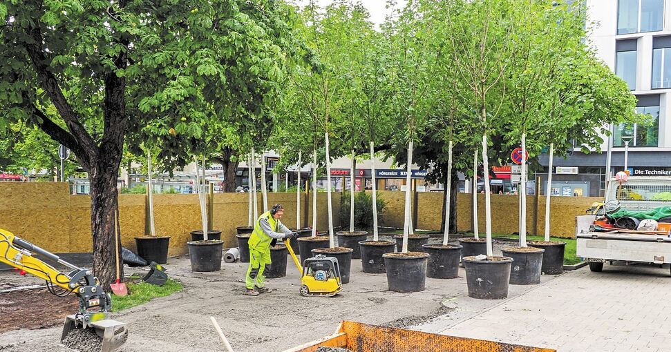 18 von 40 Bäumen haben ihren temporären Standplatz am Arsenalplatz bezogen. Foto: Holm Wolschendorf