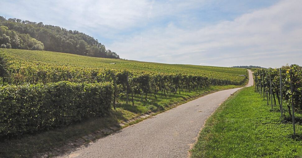 Das Weingut Bruker will hier am Großbottwarer Harzberg, einen neuen Standort zu errichten. Das kommt nicht überall gut an.Foto: Ramona Theiss