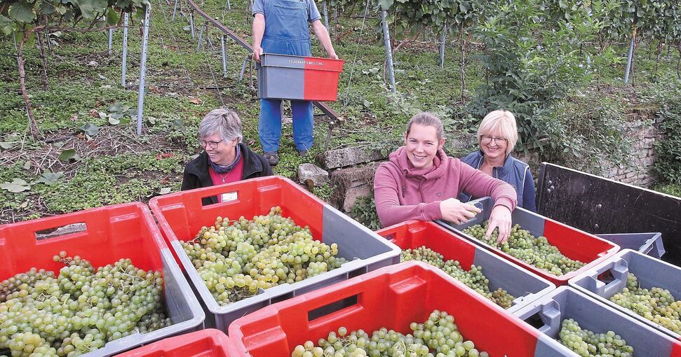 Die Familie Weingärtner aus Gemmrigheim hat Chardonnay-Trauben gelesen.Fotos: Alfred Drossel