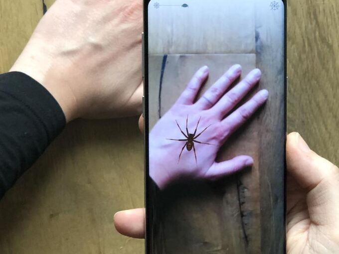 Mit dem Handy gegen Spinnenangst