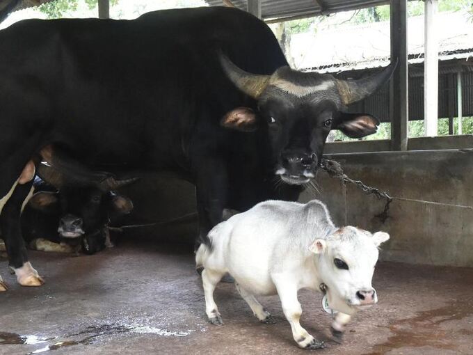 Mini-Kuh in Bangladesch