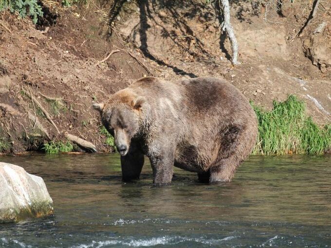 «Fat Bear»-Wahlen in Alaska