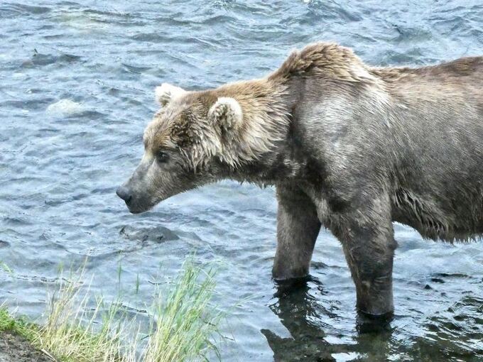 «Fat Bear»-Wahlen in Alaska