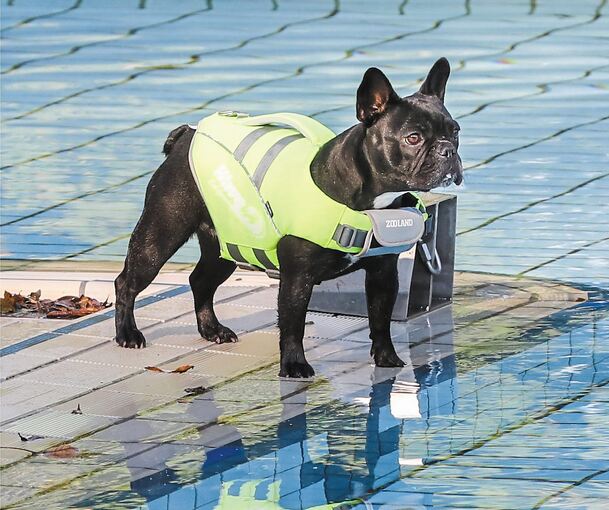 Ob mit Schwimmweste oder ohne – für die Hunde ein Riesenspaß. Manche finden gar kein Ende und wollen einfach noch einmal und noch einmal. Fotos: Ramona Theiss