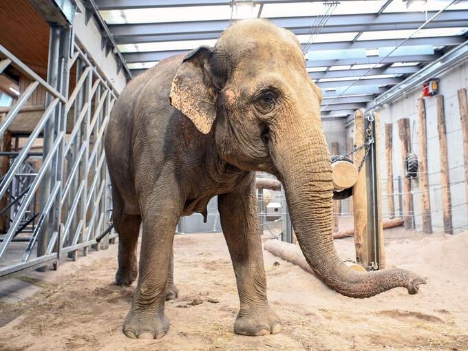 Elefantenkuh im Karlsruher Zoo angekommen