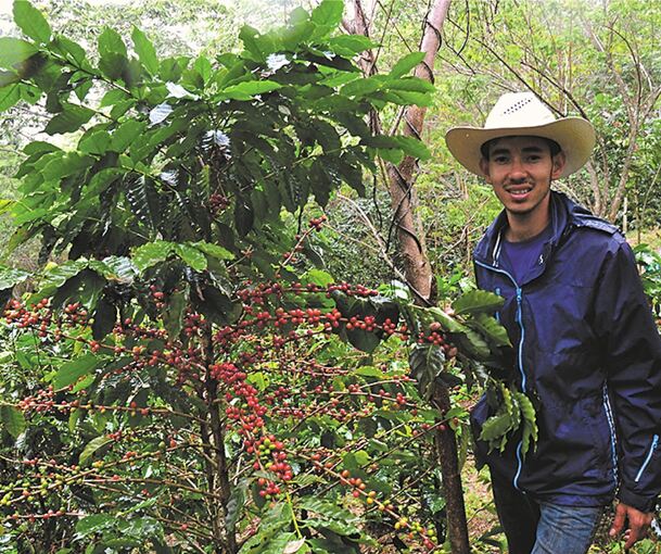 So sieht eine Kaffeepflanze in der grünen Plantage aus: Jairo Hernandez Romero in Honduras.Fotos: privar