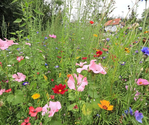 Die Idylle trügt: Im Hörnle sorgen Parkplatzprobleme immer wieder für Ärger.