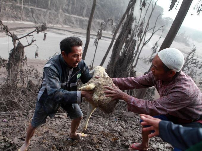 Ein Schaf wird gerettet