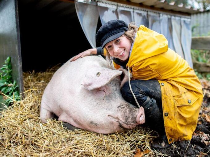 Schwein Rosalie lebt sauglücklich in Ostfriesland