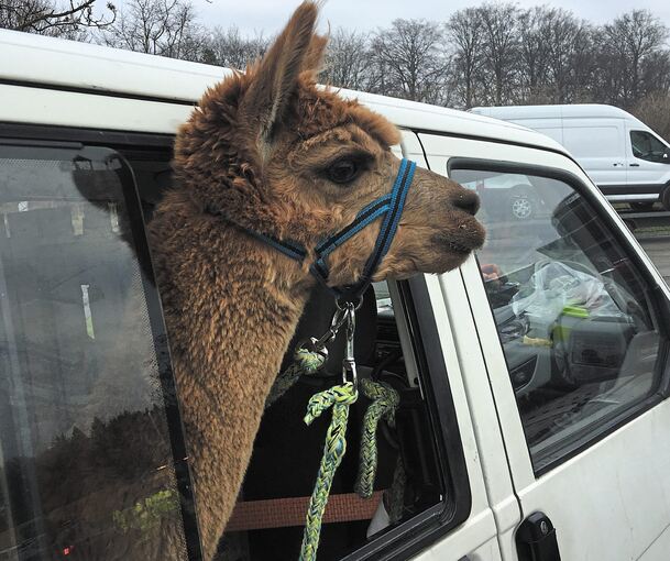 Das Tier beobachtete die Kontrolle gespannt. Bild: Polizer