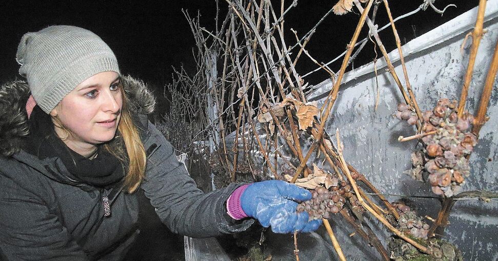 Es gibt kein schlechtes Wetter, nur schlechte Kleidung: Die Erntehelferin Franziska Frank sammelt gefrorene Riesling-Beeren ein.