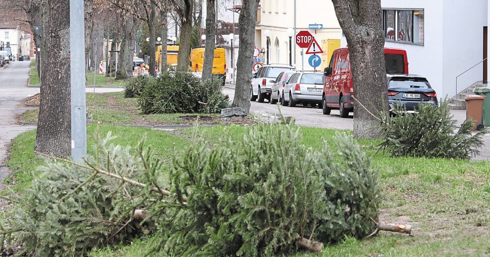 In der Jägerhofallee in der Ludwigsburger Oststadt liegen die wild entsorgten Tannenbäume auf dem Mittelstreifen. Die Stadtverwaltung weist darauf hin, dass es sich dabei um eine Ordnungswidrigkeit handelt. Wer seinen Baum aus dem Fenster werfen will