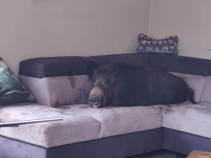 Wildschwein auf Couch