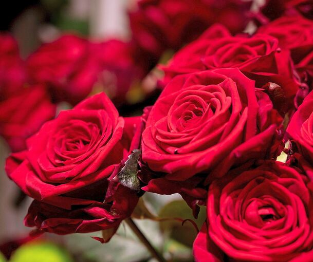 Die möglichen Betrüger „verschenkten“ Rosen und verlangten im Anschluss Geld.