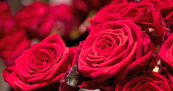 Die möglichen Betrüger „verschenkten“ Rosen und verlangten im Anschluss Geld.