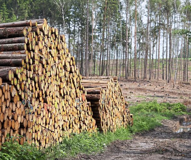 Zunehmende Trocken- und Hitzejahre lassen Bäume absterben. Wie sich dadurch die im Wald gespeicherte Menge an Kohlenstoff ändert, ist laut Landratsamt Ludwigsburg noch nicht konkret abzusehen. Foto: Jan Woitas/dpa