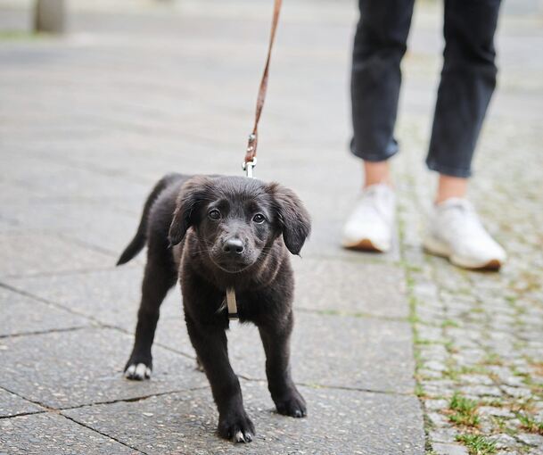 Beim Gassigehen ist in Ludwigsburg ein Hund geklaut worden. Symbolbild: dpa