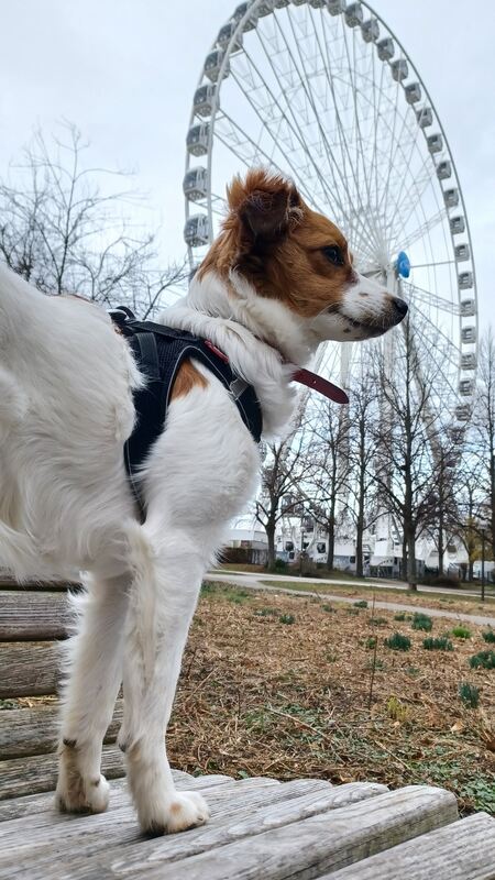 350_0008_2978366_Riesenrad_Gerhard_Boettle