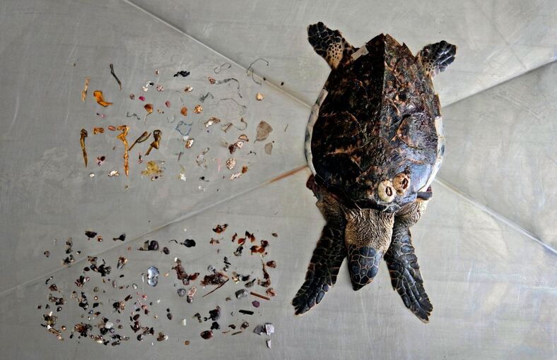 Karettschildkröte mit Plastikresten