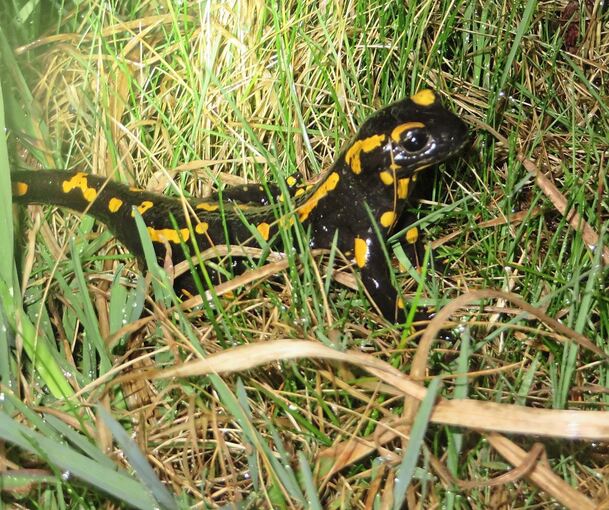 Ein Pilz bedroht derzeit Salamander. Archivfoto: Nabu